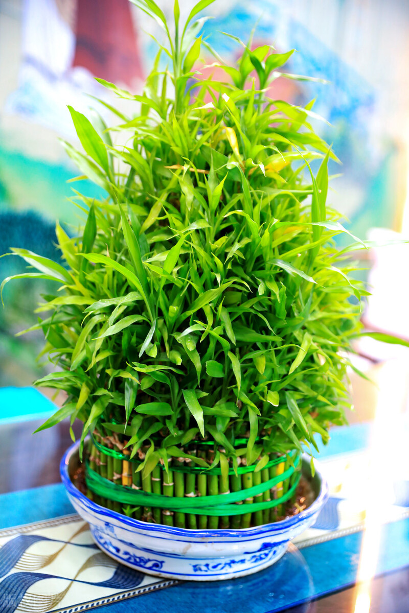 富贵竹应该怎么养才好活,你知道富贵竹怎么养吗