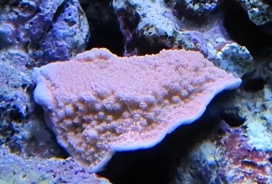 海水珊瑚缸鹦鹉螺,海水缸珊瑚视频大全