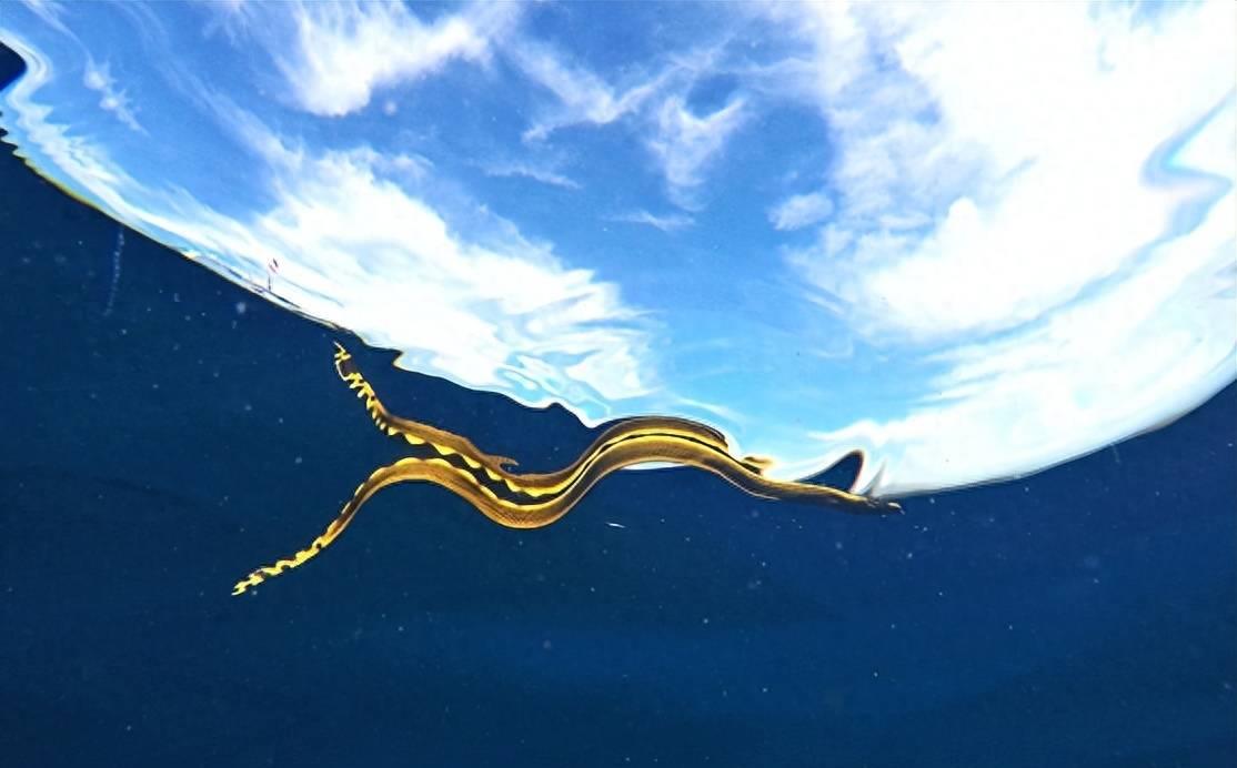 深海狩猎者的宝藏在哪,深海狩猎奥奇传说