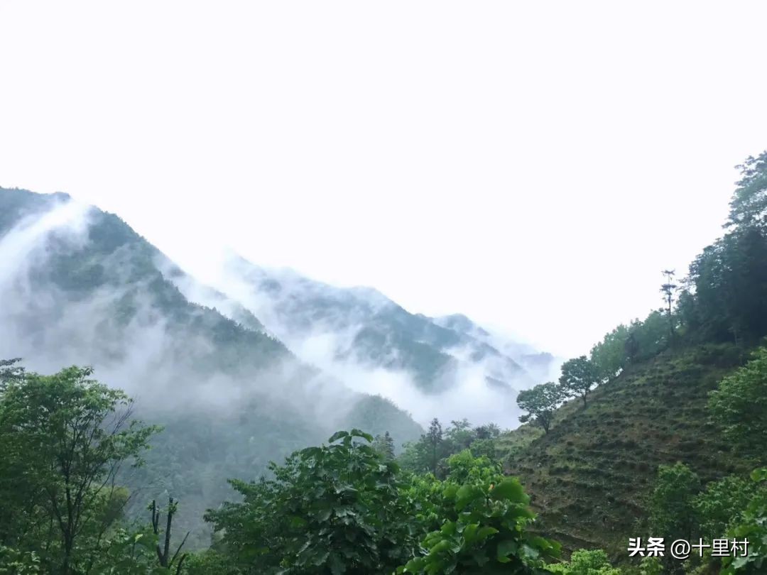 揭露卖茶叶如何5年赚1万亿,卖茶叶15天能赚多少钱