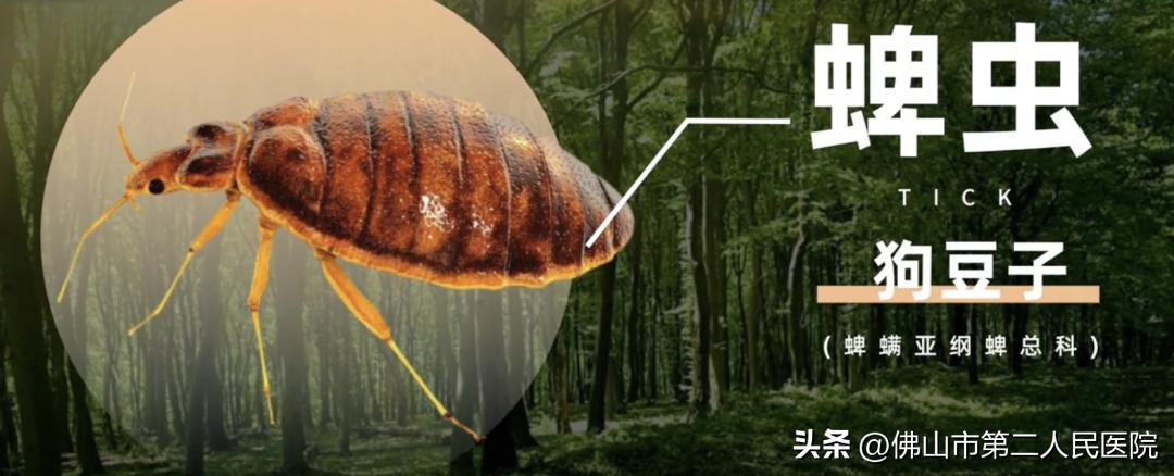 穿黄色衣服惹虫,春天穿黄色衣服招虫吗