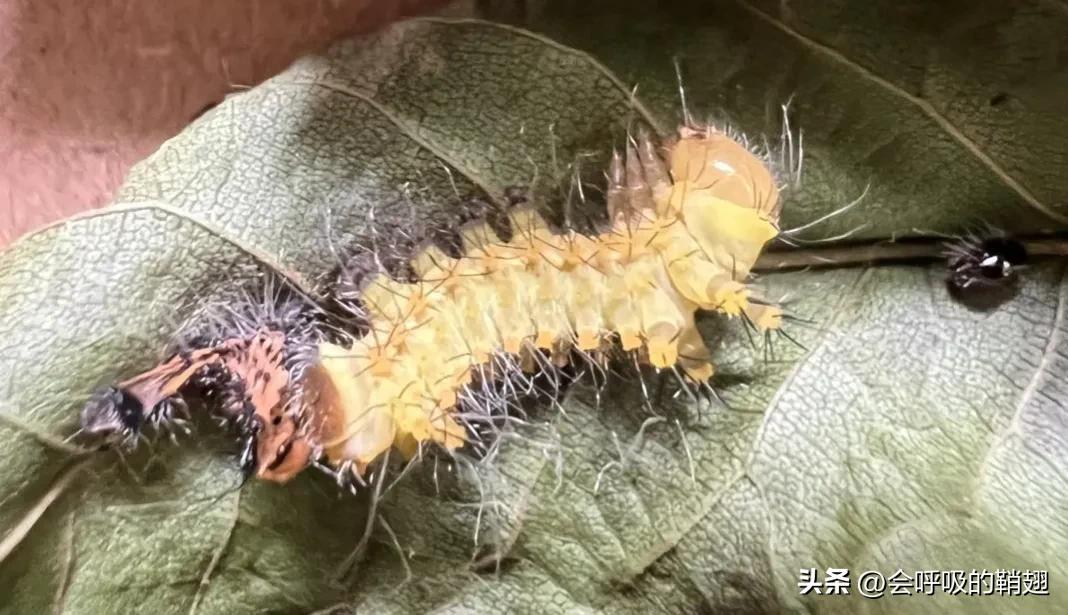 大蚕蛾饲养记录,华尾大蚕蛾饲养方法