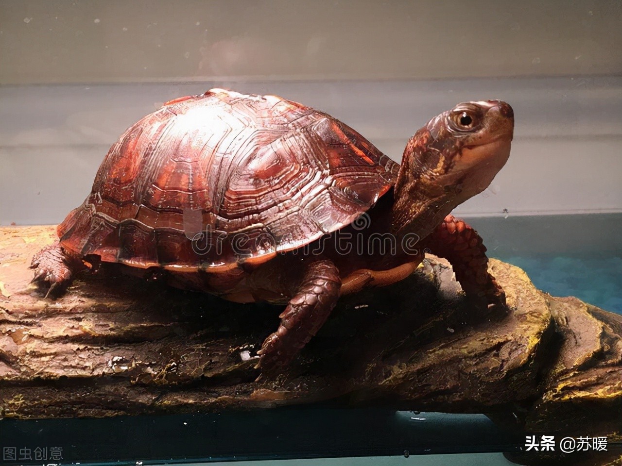 冬季加温养龟反复腐皮,冬季加温龟缸