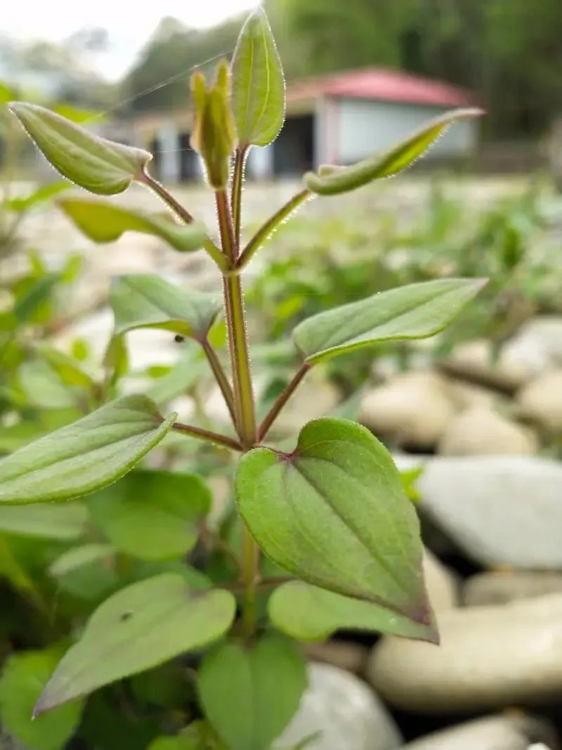万物有灵|皂原野摇曳小风车——茜草