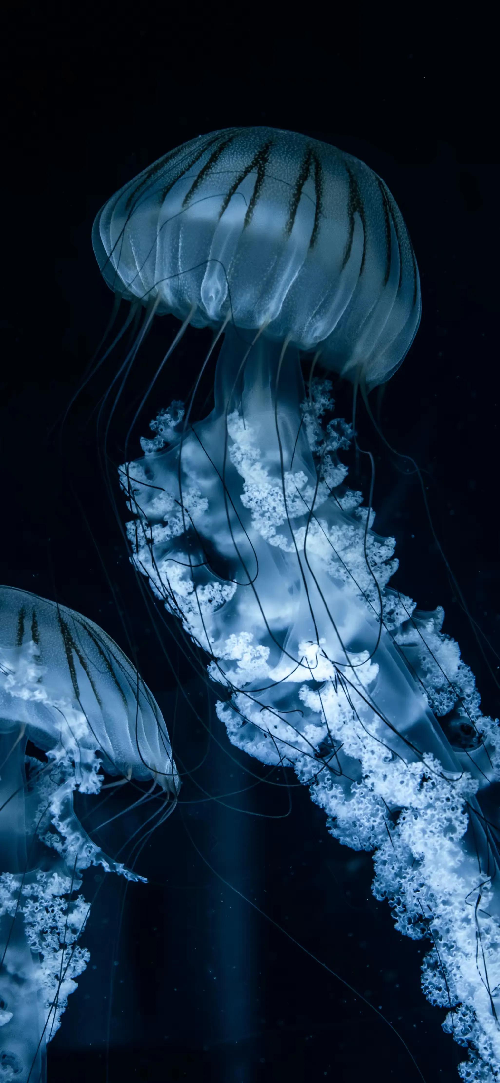 高清壁纸全面屏手机,围棋壁纸高清全面屏