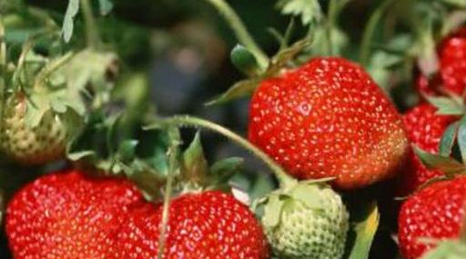 这五种碱性食物是癌细胞的死对头,三大癌症天敌长期食用远离癌细胞