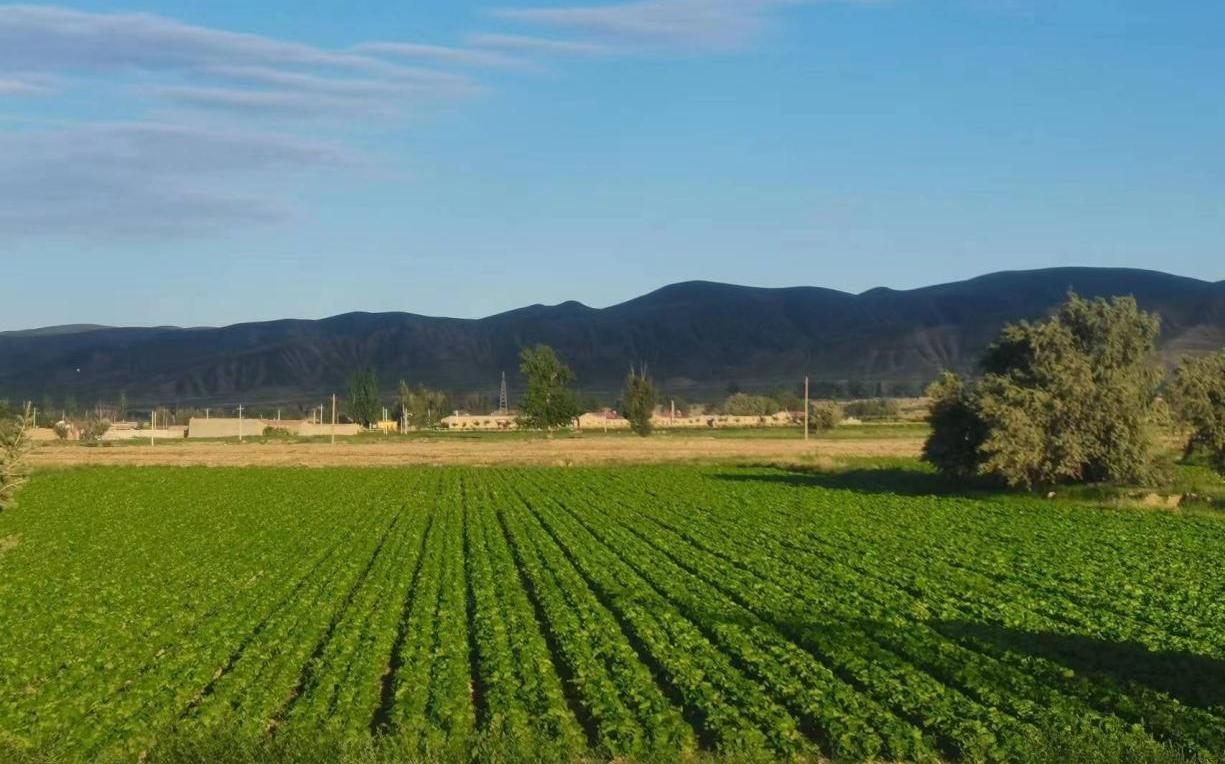 瓜菜销路前景如何,瓜菜产业