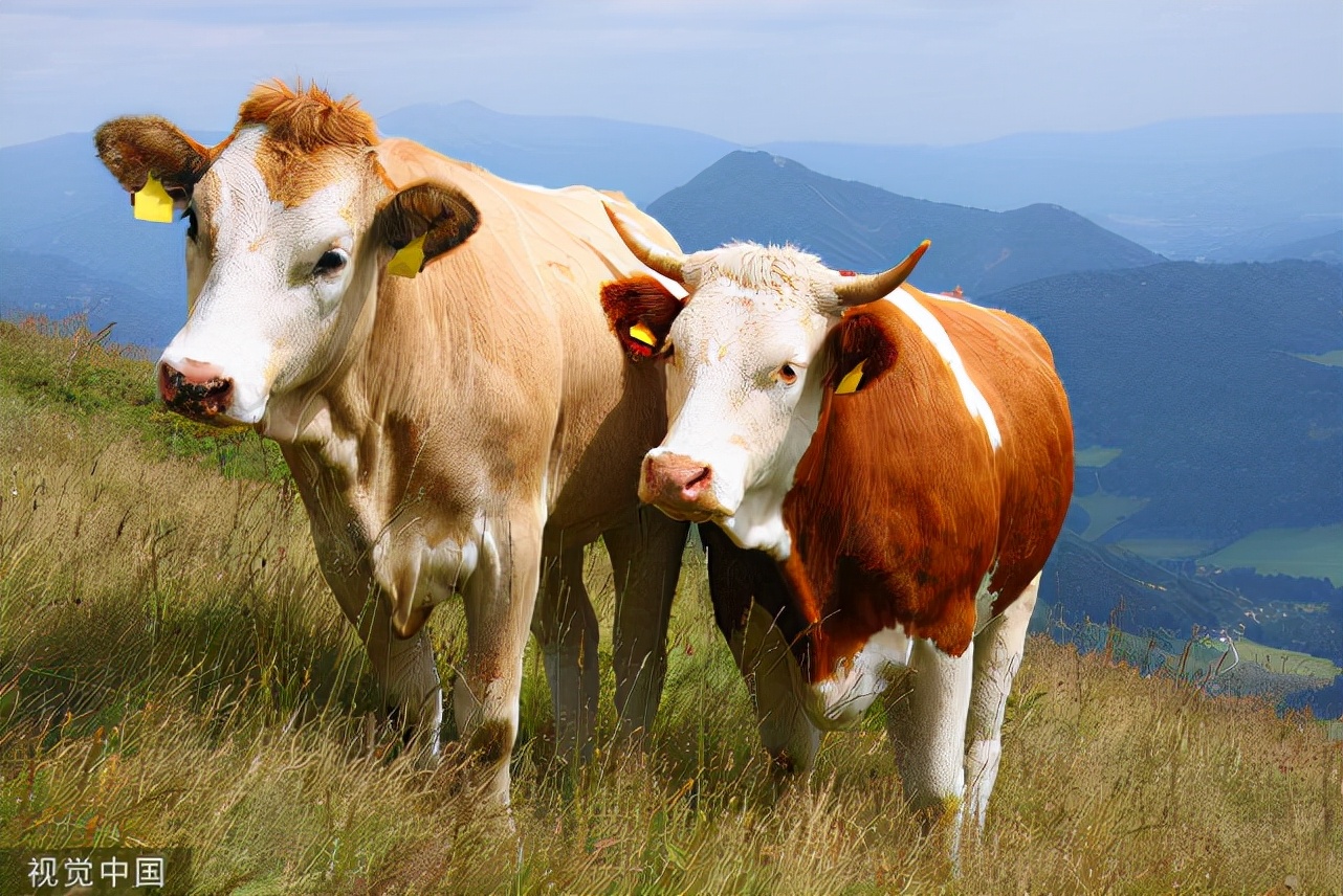 牛得了皮肤病怎么治疗,牛的常见皮肤病是什么