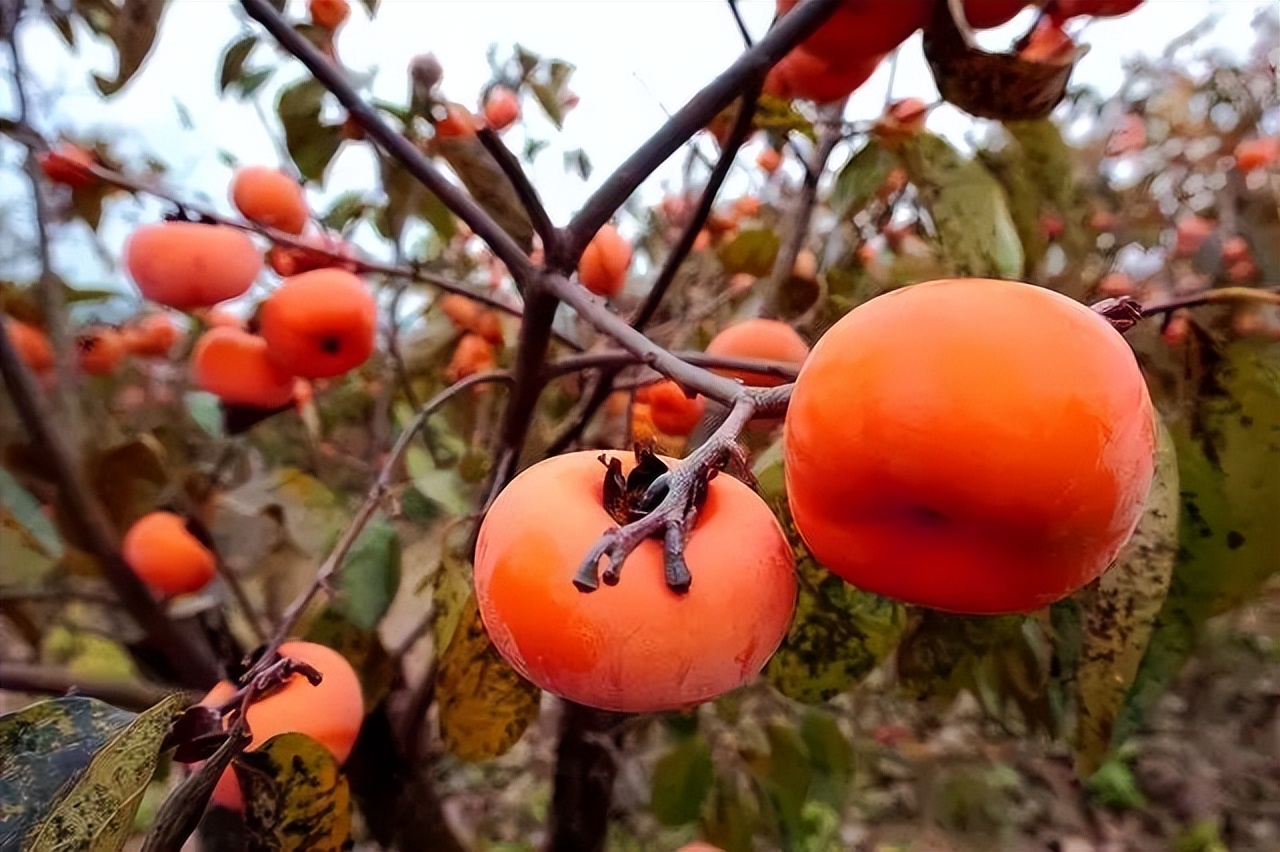 走进桂林阳朔山水,走进桂林深处
