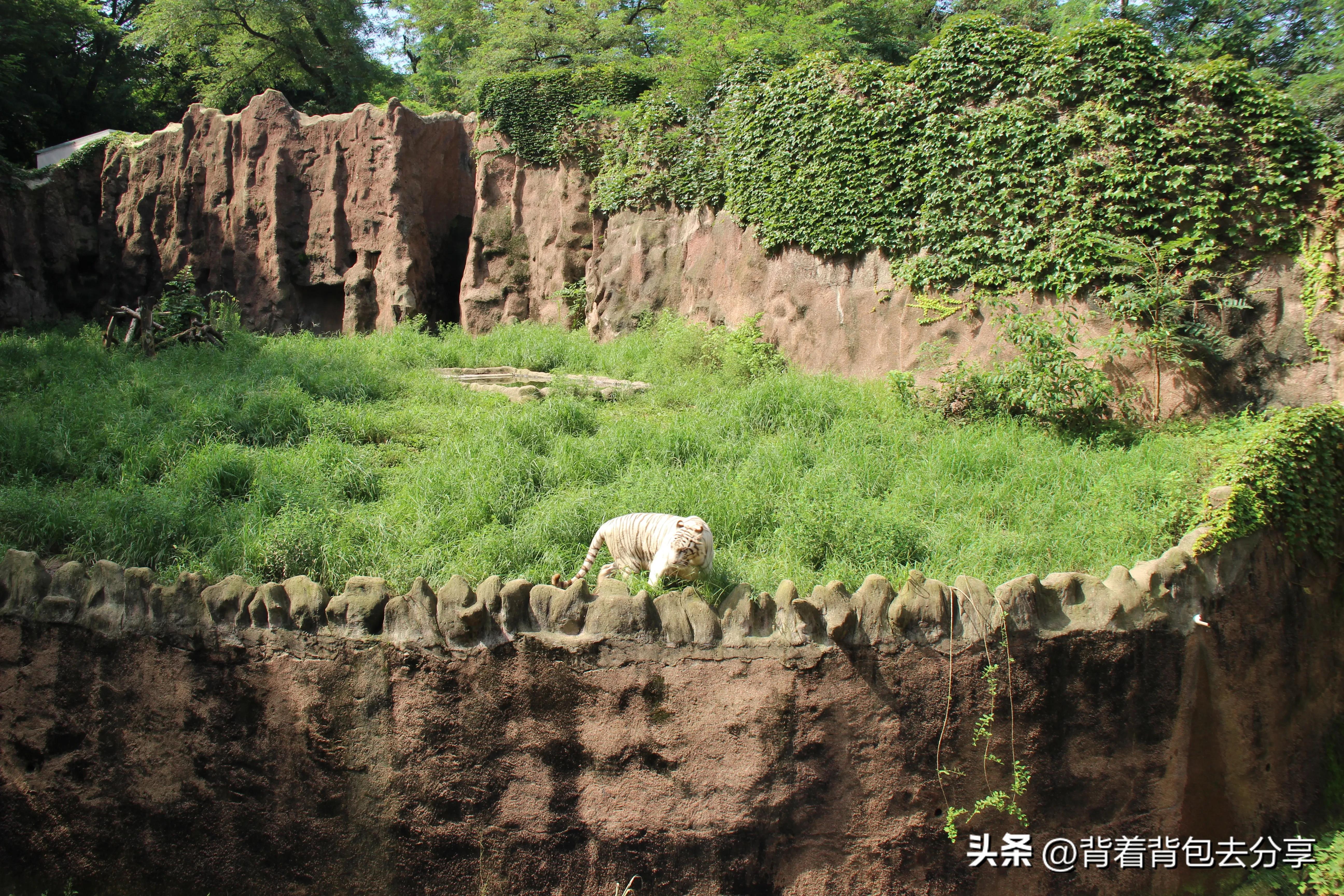 青岛大熊猫动物园8.5元门票预约,青岛动物园8.5元门票预约有熊猫吗