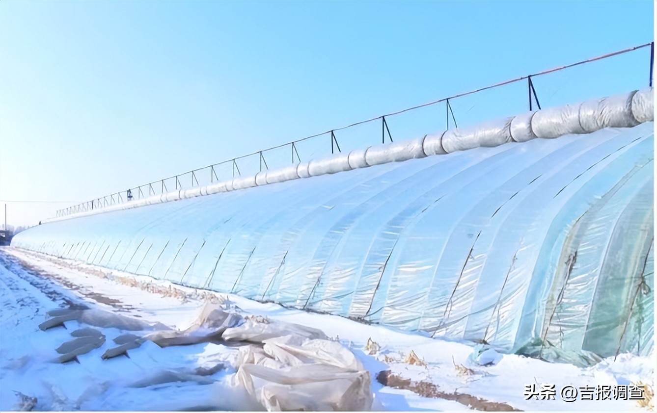 奏响农民“增收曲”！通榆县开通镇东郊村大力发展棚膜经济