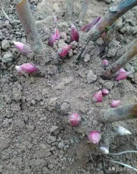 芍药花种植扦插方法,种芍药用什么土最好养活呢