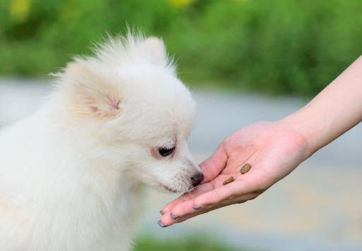 6个月宝宝口臭怎么回事,六个月小狗口臭