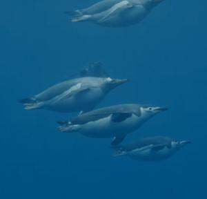 墨西哥农妇用菜刀自行剖腹产,墨西哥产妇照片