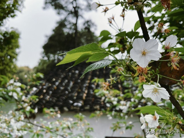清明节习俗日记10字左右,清明节习俗简短100字