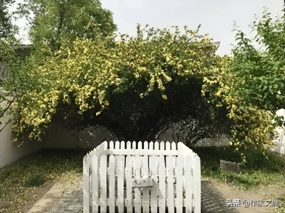 鲁迅故居门口的树,鲁迅的故居里面的树是什么