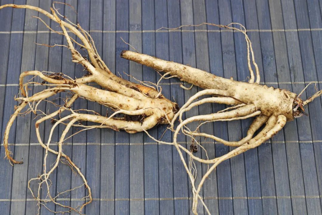 根类食物大全 (5种根菜类的食材)