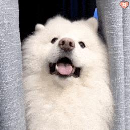 雪纳瑞幼犬喂养小知识,幼犬喂养小知识