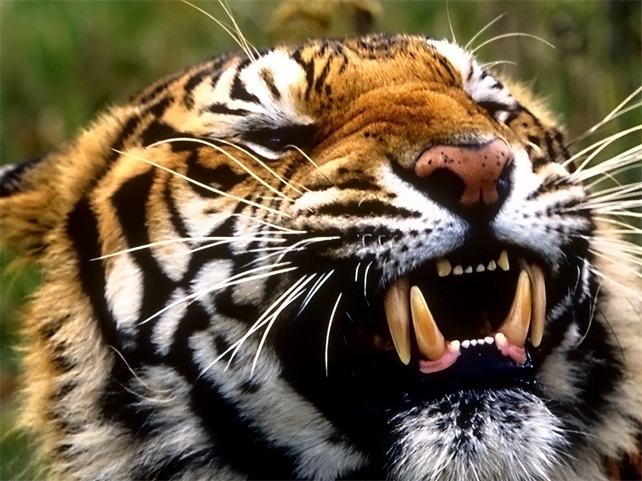 世界十大咬合力最强的动物,至今咬合力最强的十大动物