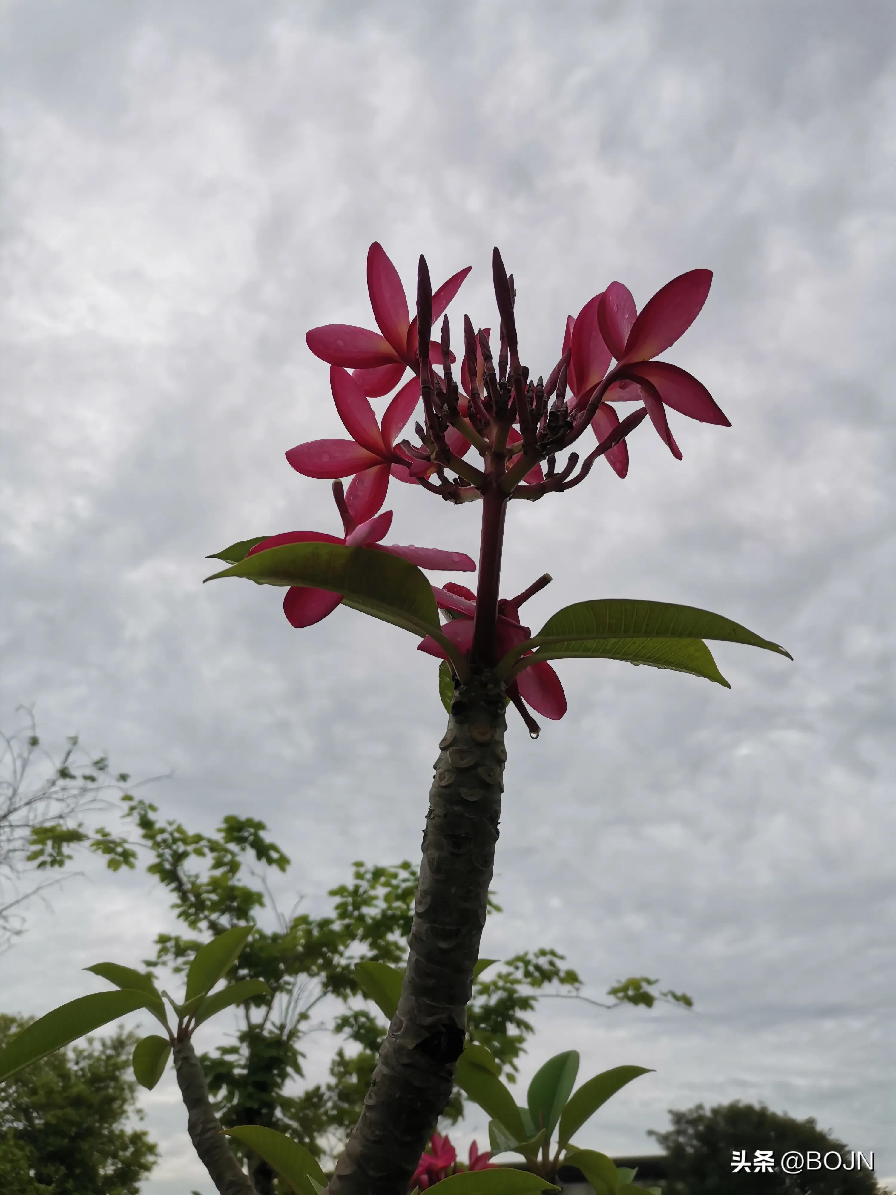 你能认出几种花来,大家能猜出什么花