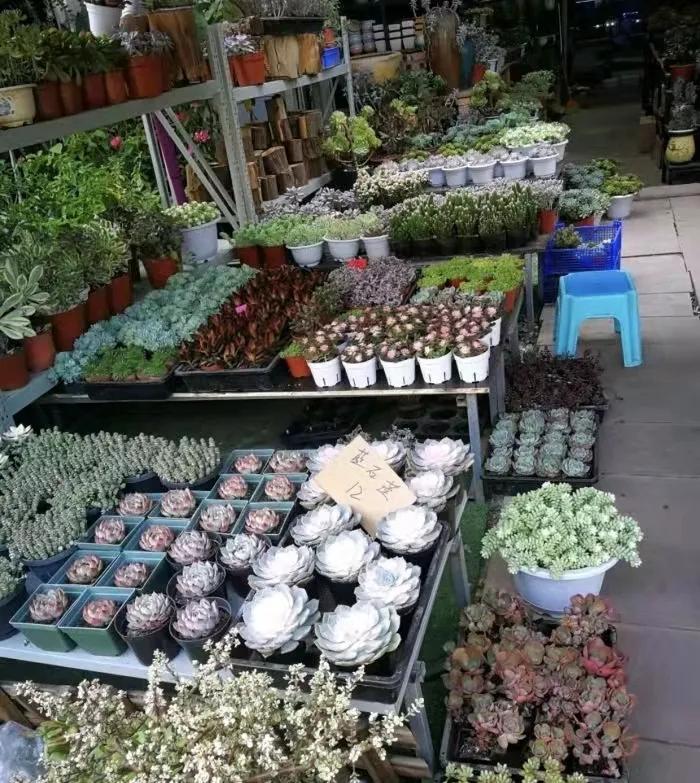 重庆最大的鲜花批发商,重庆花卉园鲜花市场