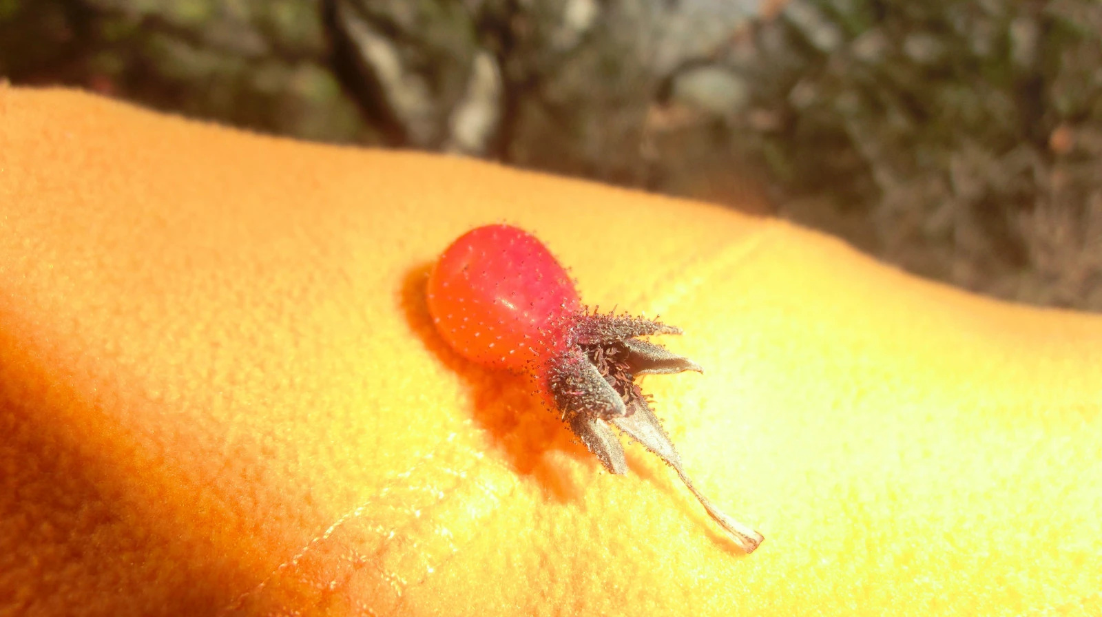 「金秋登山内晋冀」25:登恒山之快乐山行