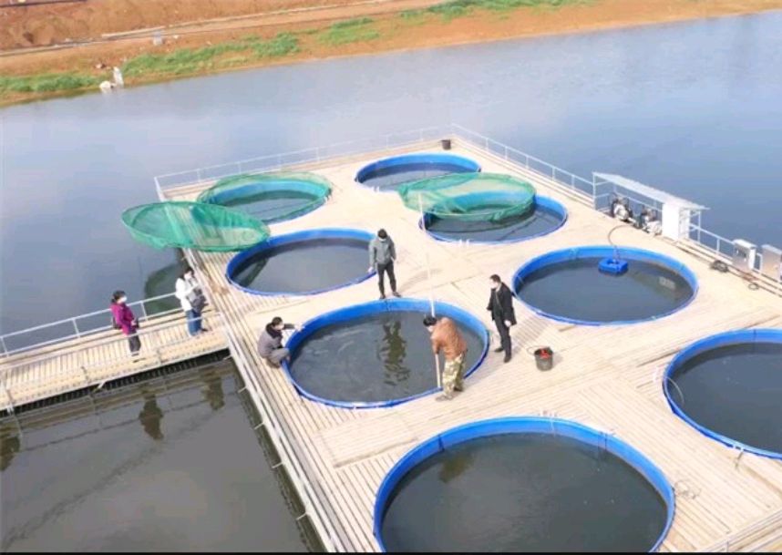 陆基养鱼产业发展存在的问题,陆基圆形池循环水高密度养鱼