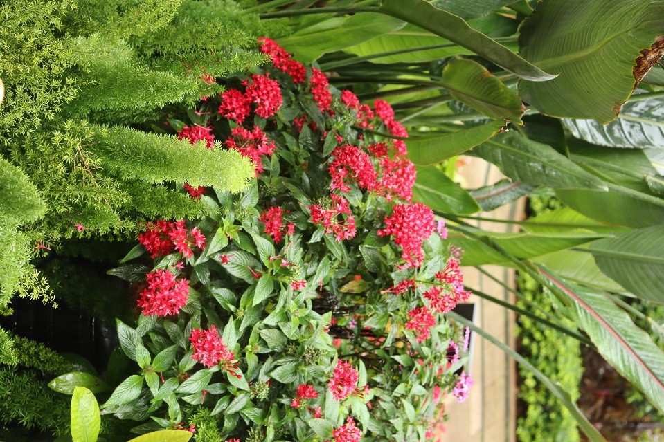 你们的小区绿化都是什么样的,小区绿化你觉得怎么样