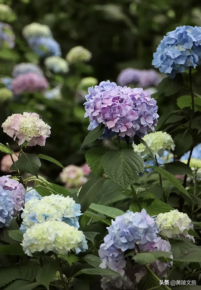 武汉夏天自驾游推荐,夏日避暑武汉出发3-5天自由行攻略