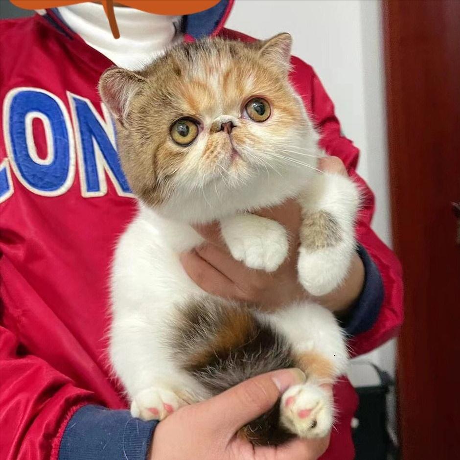 2023年最受欢迎的7种猫,最受欢迎的猫品种前十名