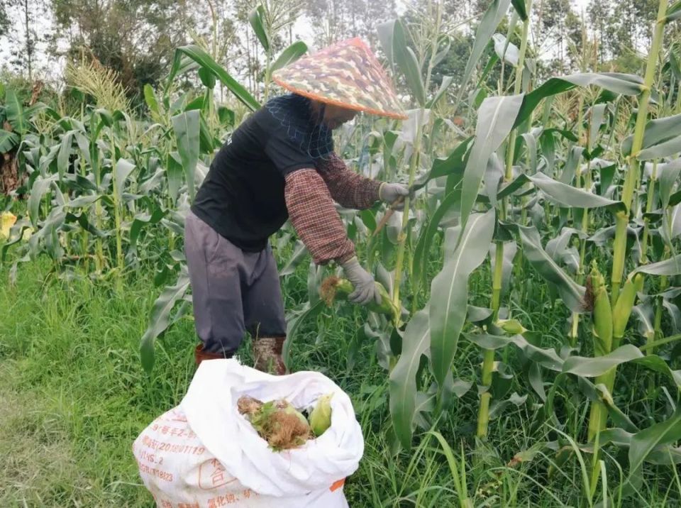 飞阅深圳宝安篇,深圳大鹏区重大项目