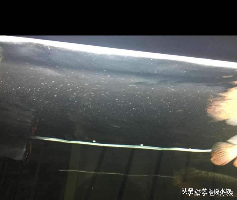 鱼缸里的油膜是怎么形成的,鱼缸上的油膜怎么处理