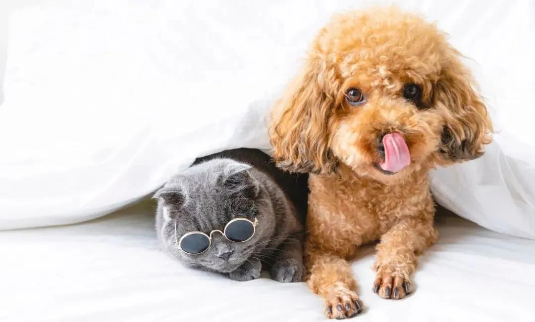 谁赚走了你的薪水,宠物美容能赚多少钱