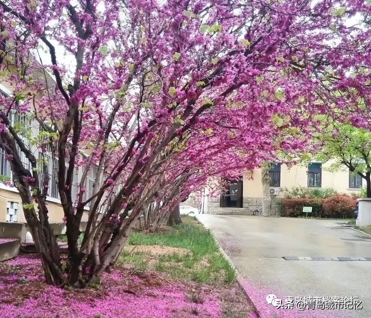 青岛六十六中分数线,山东青岛六十六中学教学质量