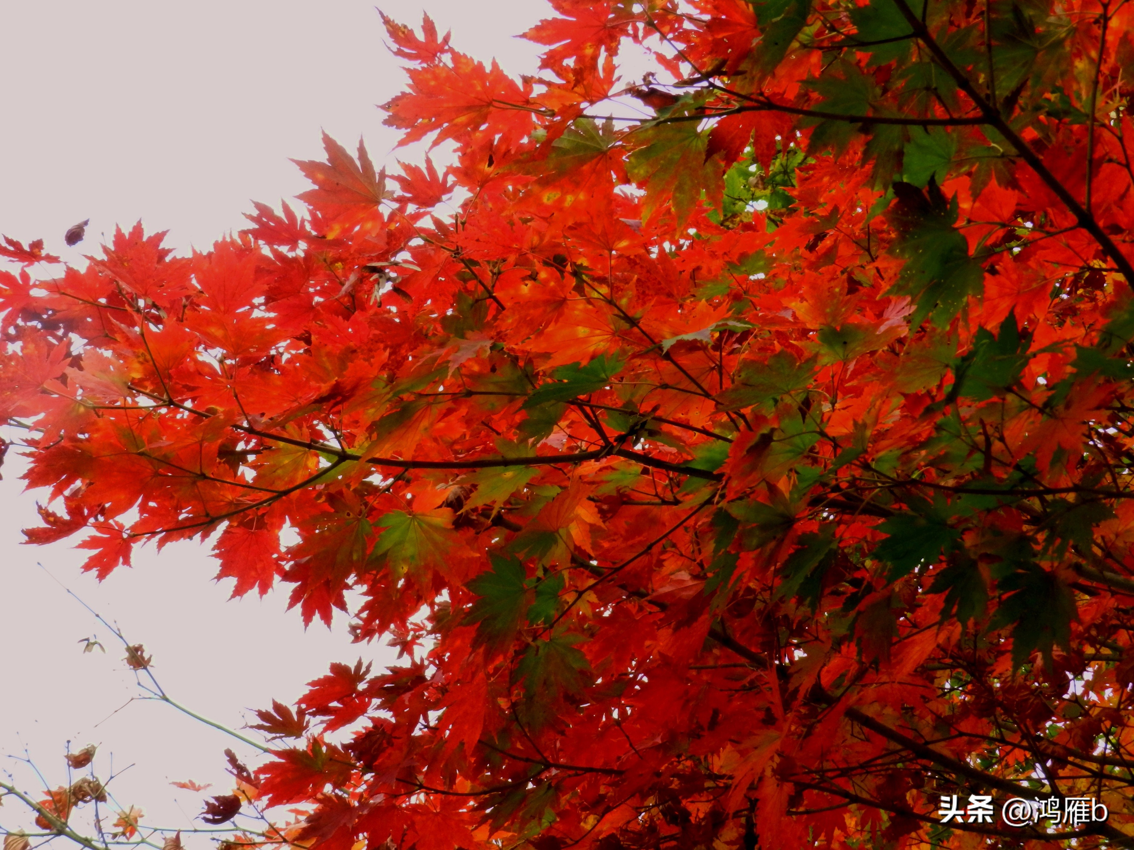 本溪温泉汤沟门票价格,本溪花溪沐枫雪温泉小镇