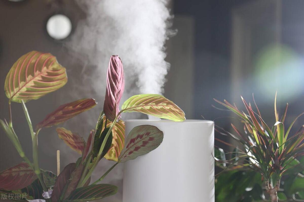 购买加湿器哪个品牌好,352加湿器值得购买吗