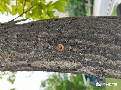 蛀干害虫为害症状识别,什么是蛀干害虫