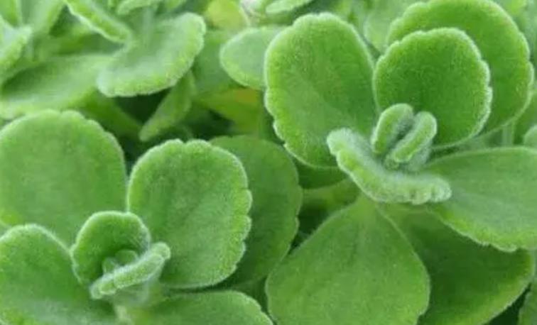 种花浇水20天盆没干能浇水吗,室内种花浇水不漏水