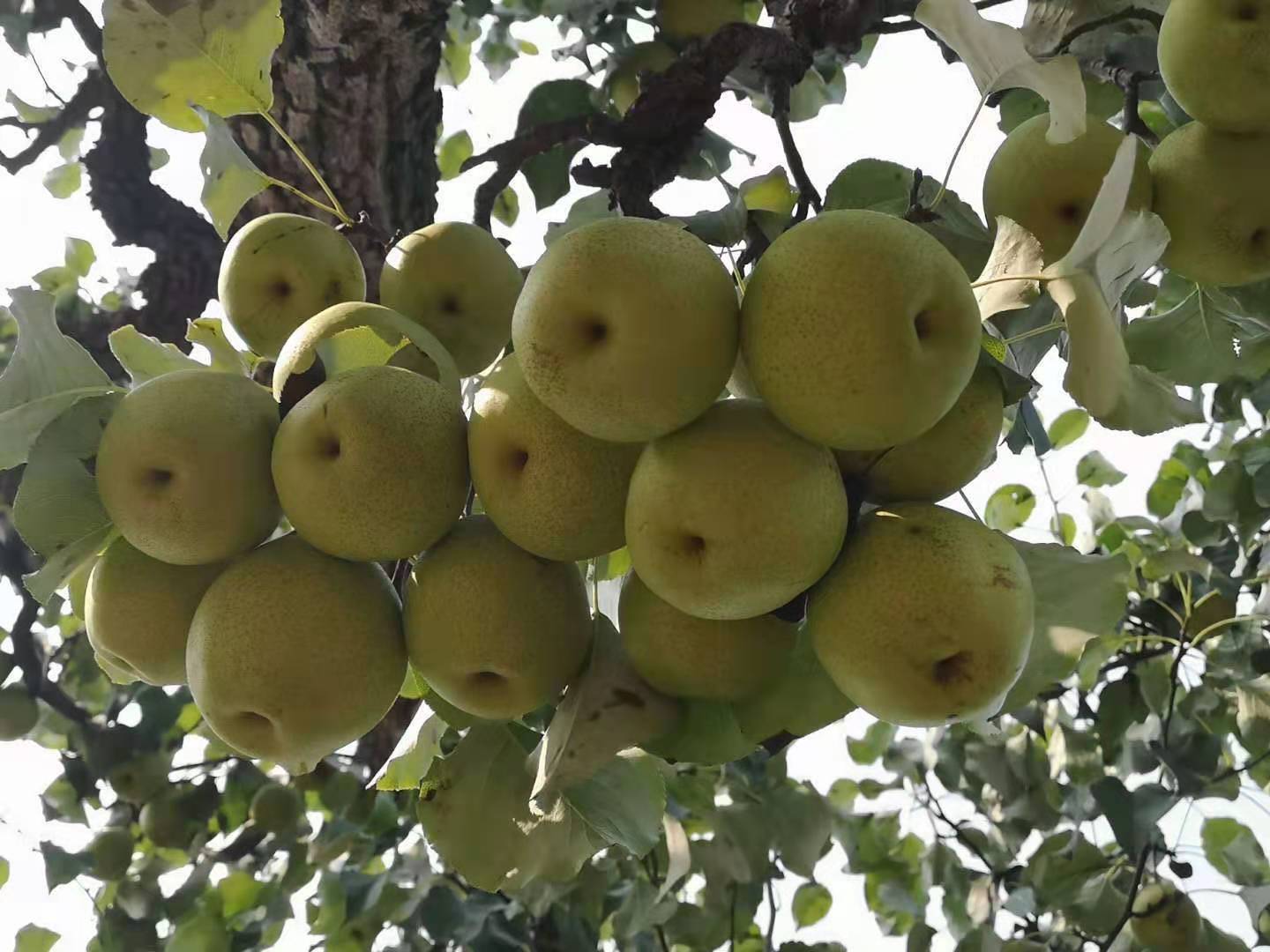 给梨抹药怎么抹合适,给梨抹药