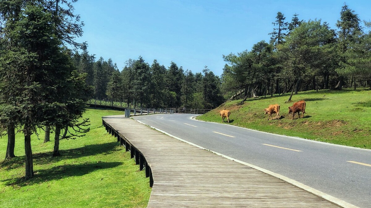 武隆仙女山两日游攻略自由行,武隆仙女山自由行攻略