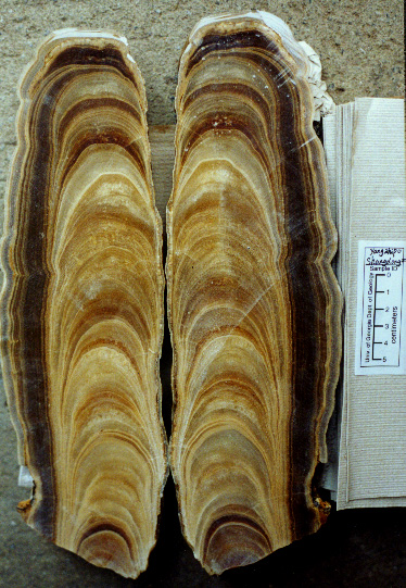 60样东西，切成一半，让你看得一清二楚