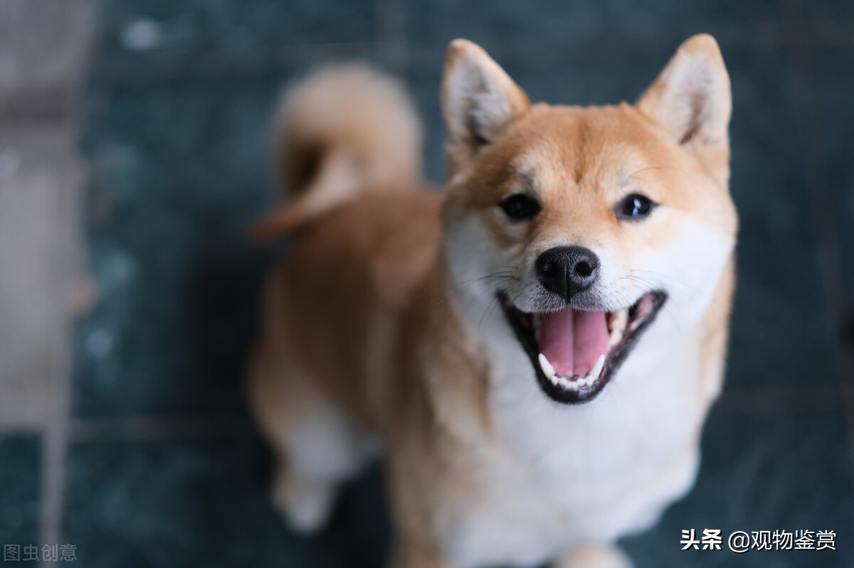 陌生人来家狗狗不叫怎么办,陌生人来家里狗狗一直叫怎么办