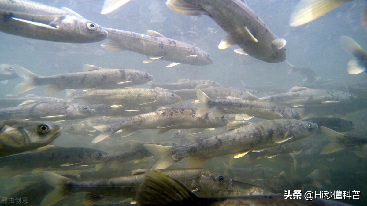 青海湖的救星：3年吃掉7万吨现数量恢复，黑色市场可浮上台面？