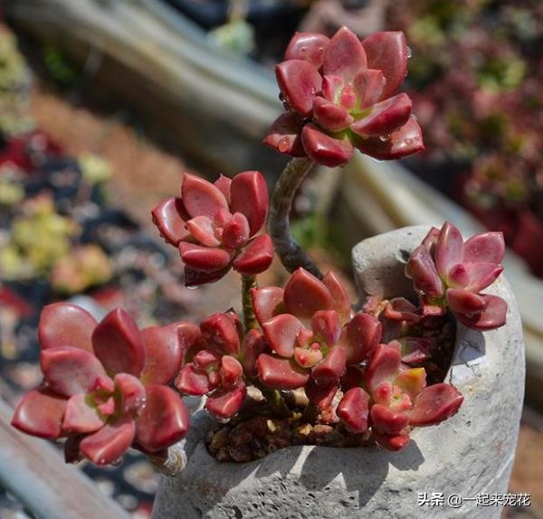 姬胧月怎么把杆养粗,姬胧月养护