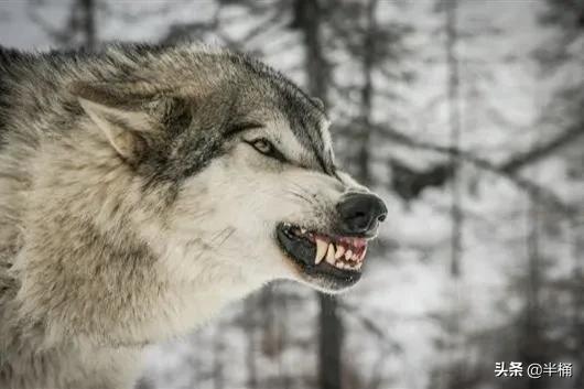 开挖掘机遇到猛兽,开挖掘机遇到发动机怎么办