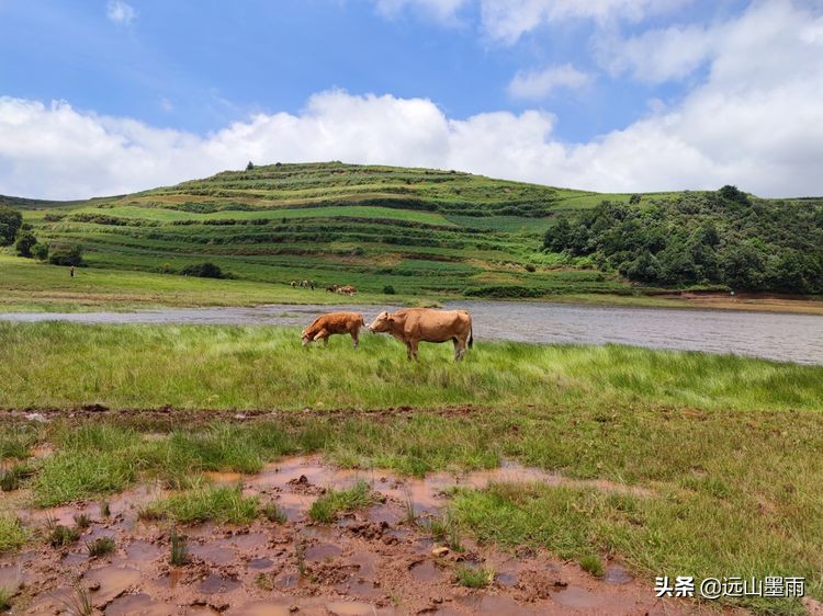蓝天白云绿草间,蓝天白云草原绿草茵茵风景秀丽