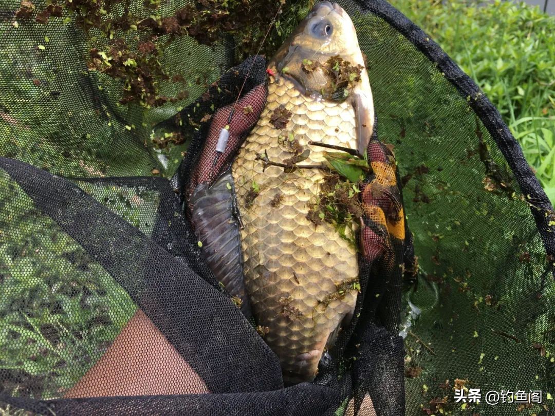 春季钓大板鲫最佳饵料配方,野钓大板鲫的最佳饵料配方