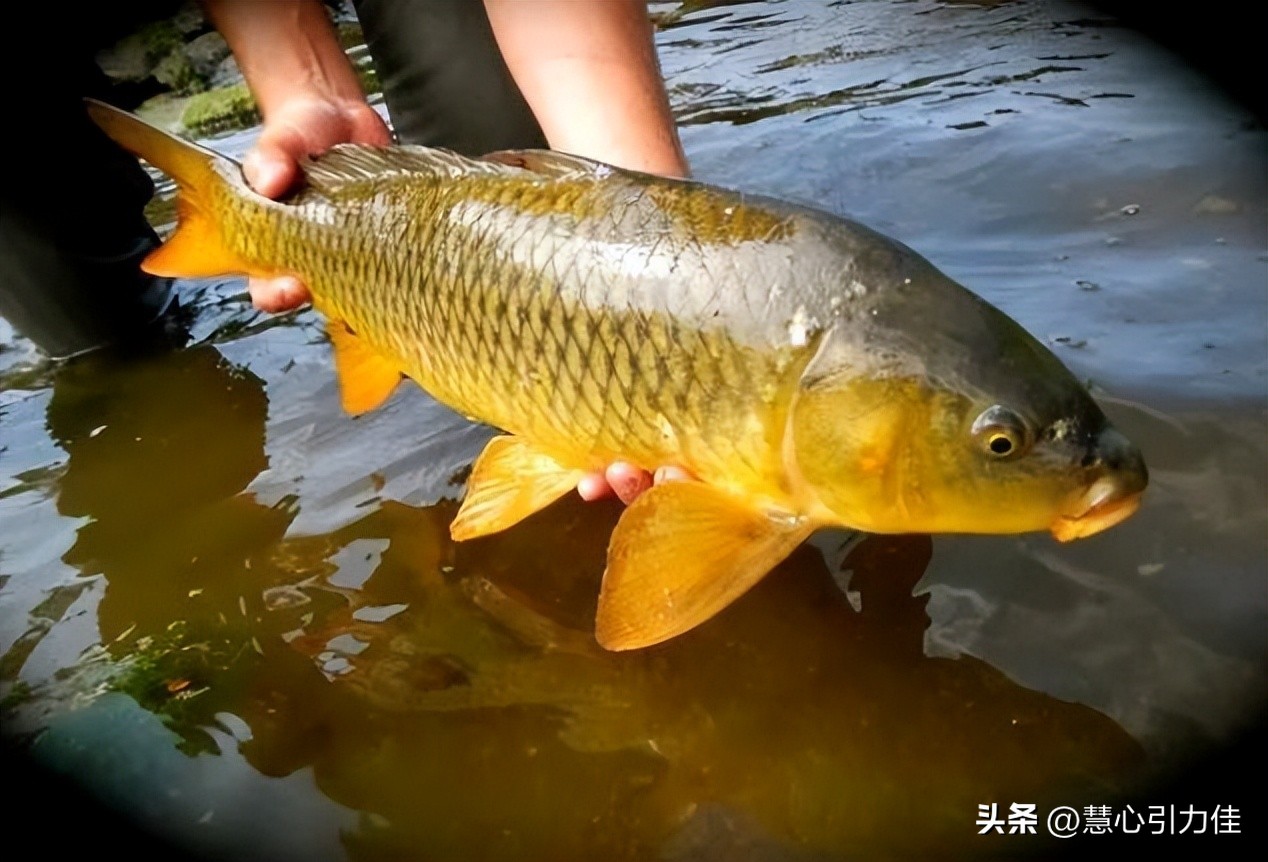 三峡大坝里最大鳡鱼,三峡大坝鱼群画面里部分大鳡鱼