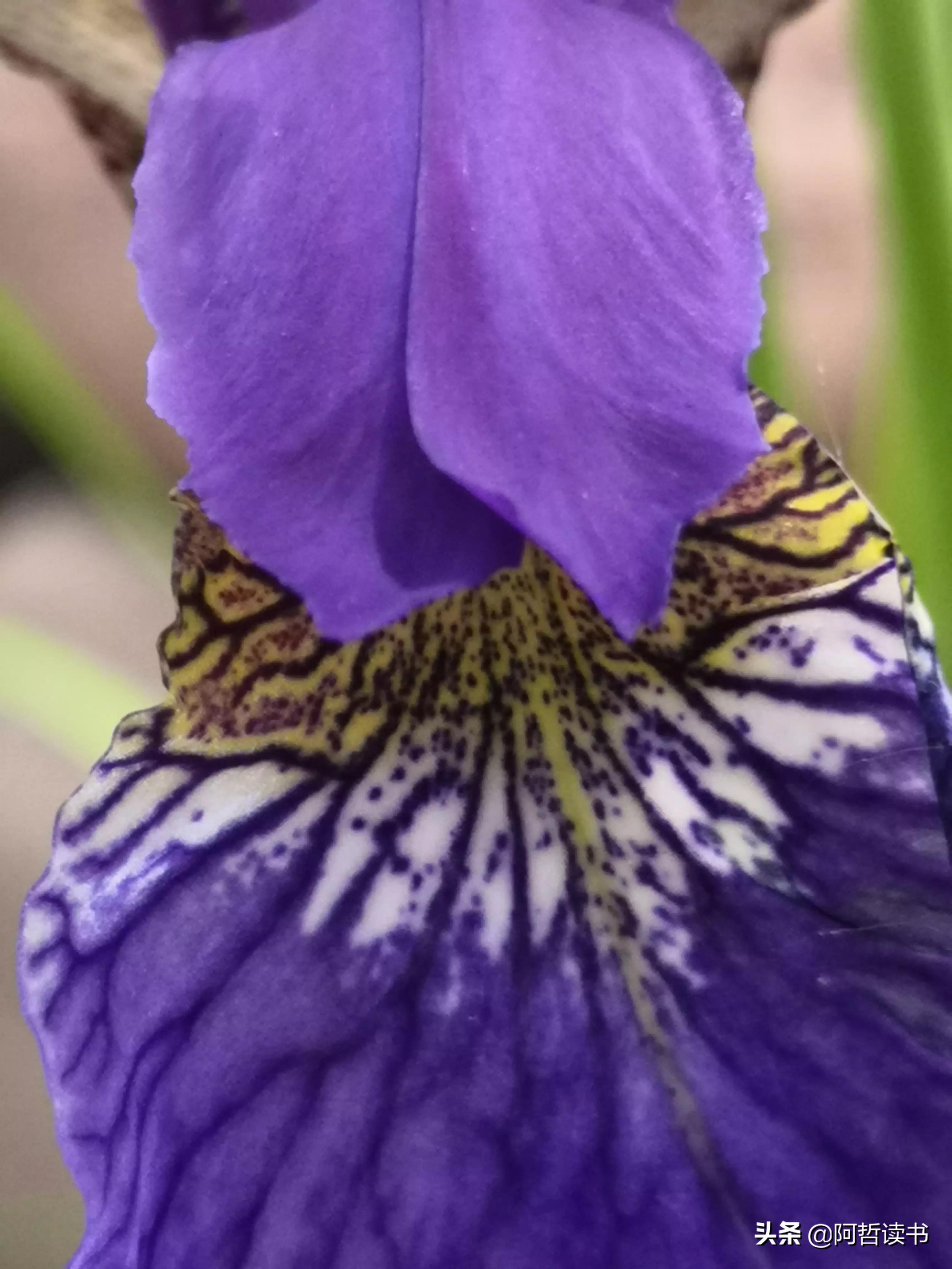 婀娜多姿鸢尾花,鸢尾花婀娜多姿