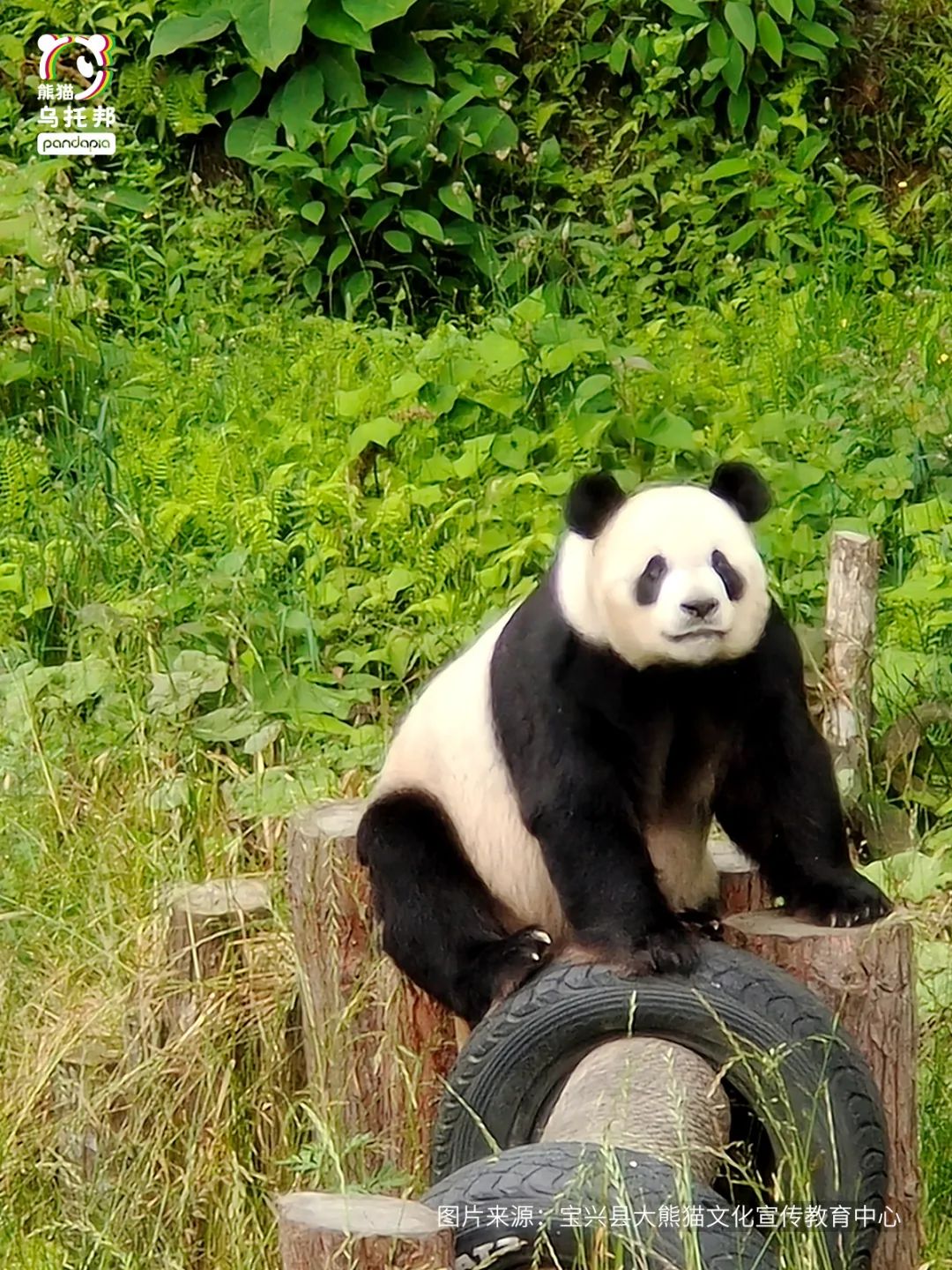 我们先去看熊猫吧英文,我们来了参观熊猫基地视频